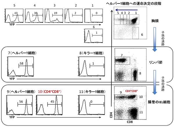 Fate mapping法によるヘルパーT細胞のその後の追跡図