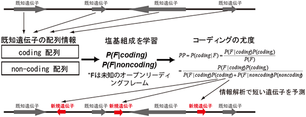 情報解析を通じて既知遺伝子が存在しないところに短い遺伝子を予測する方法の図