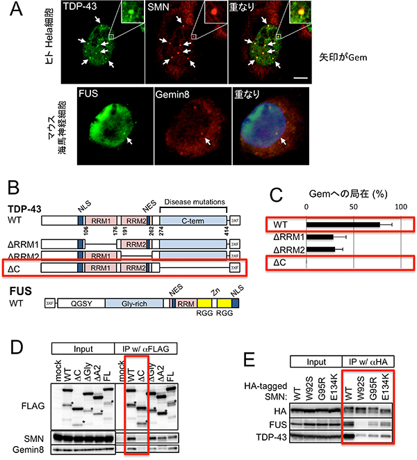 TDP-43、FUS、SMNは核内でGemに共局在し、互いに結合しているの図
