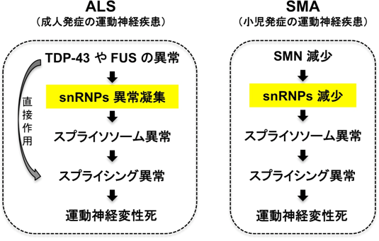 概念図(ALSとAMA)の画像