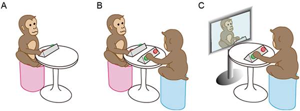 Figure showing monkey training as well as experimental settings