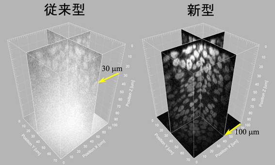 GFP融合タンパク質を発現するマウス胚の切片画像の比較の図