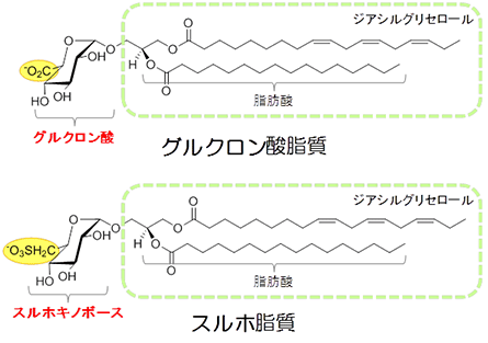 グルクロン酸脂質とスルホ脂質の図