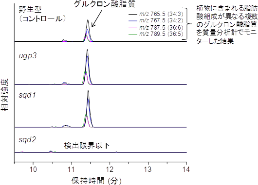 シロイヌナズナ変異体におけるグルクロン酸脂質蓄積量の比較図