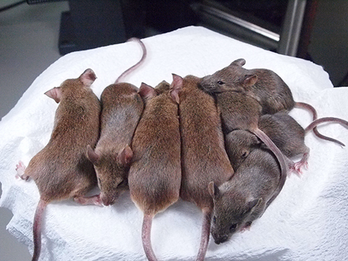 Photo showing mouse clones from the 24th and 25th generations