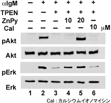 細胞内の亜鉛とBCRシグナルの関連性の図