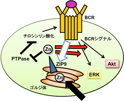 本研究により明らかになったBCRシグナル伝達におけるリン酸化とZIP9を介した亜鉛放出の図