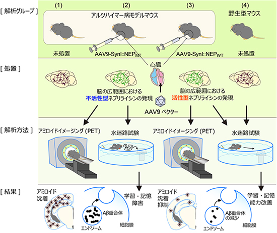 アルツハイマー病遺伝子治療実験の概要図