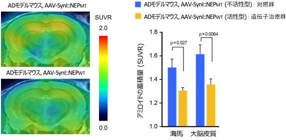 遺伝子治療を行ったアルツハイマー病モデルマウス脳内の脳内アミロイド蓄積のアミロイドイメージングを用いた評価の図