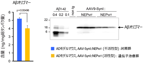 遺伝子治療を行ったアルツハイマー病モデルマウス脳内のAβオリゴマーの減少の図