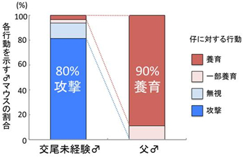 C57BL/6系統の雄マウスが示す攻撃から養育への行動変化の図