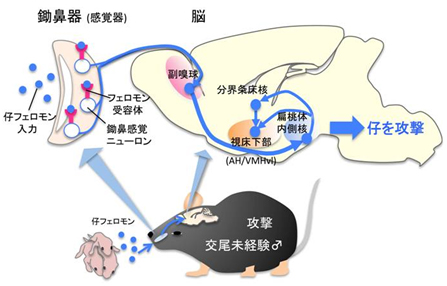 交尾未経験雄に仔を提示したときに活性化される鋤鼻神経回路の図