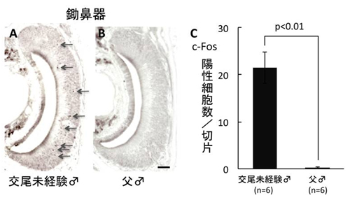 仔を提示したときの鋤鼻器におけるc-Fosタンパク質の発現の図