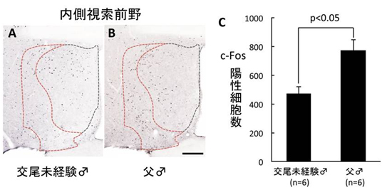 仔を提示したときの内側視索前野におけるc-Fosタンパク質の発現の図