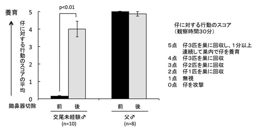 鋤鼻器切除が雄マウスの仔に対する行動に与える影響の検討の図