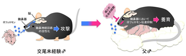 仔マウスに対する攻撃から養育への雄マウスの行動変化を制御するメカニズムの図