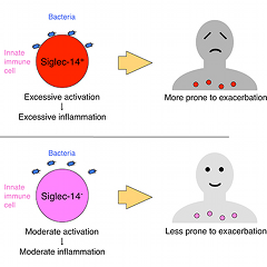 Image showing possible mechanism behind correlation between SIGLEC14 genotype and proneness to COPD exacerbations.