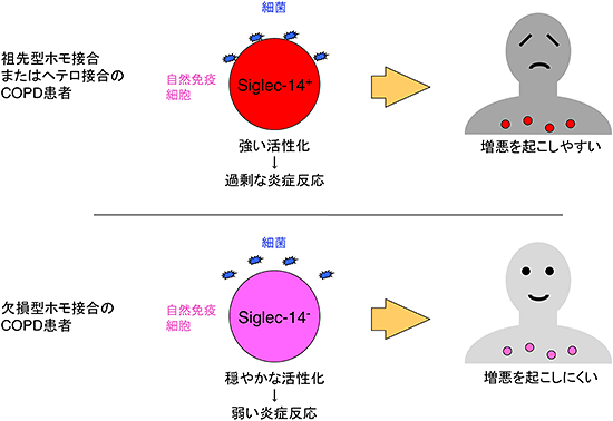 今回推定したSIGLEC14の遺伝子型がCOPDの増悪に影響を及ぼすメカニズムの図