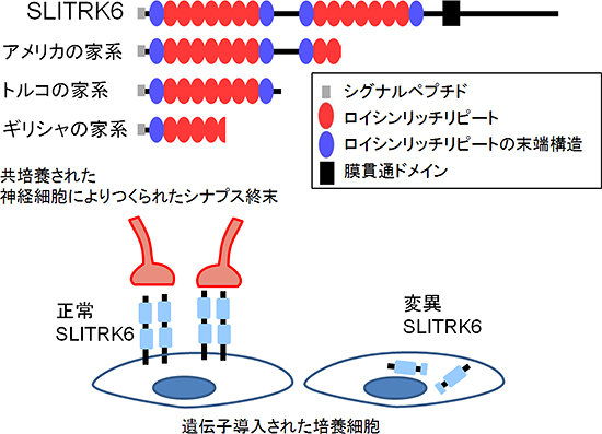 近視と難聴合併症を発症する3家系で見いだされたSLITRKタンパク質変異の図