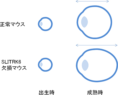 正常マウスとSLITRK6タンパク質欠損マウスの視軸長の図