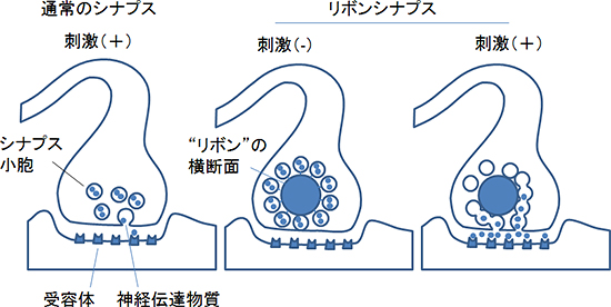 通常のシナプスとリボンシナプスの図