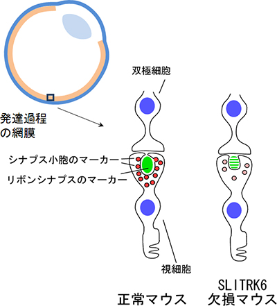 正常マウスとSLITRK6欠損マウスの網膜内での神経回路形成の比較図