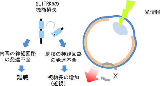 SLITRK6の神経回路網の発達過程との関係と今後の研究課題の図