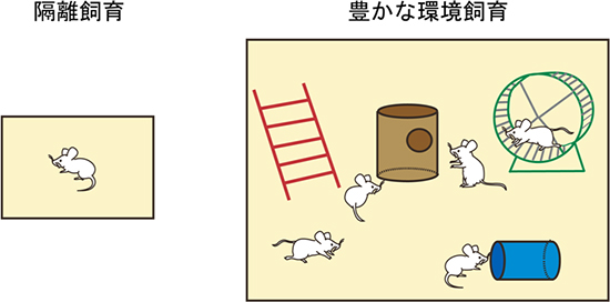 刺激に富む豊かな環境での集団飼育の図(左:隔離飼育のイメージと右:豊かな環境飼育のイメージ)