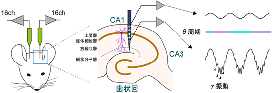 海馬脳波のθ波とγ波の計測図