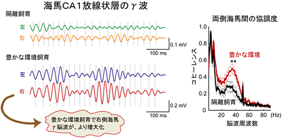 飼育環境による左右の海馬脳波の振幅および同期の変化図