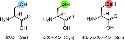 セリン（Ser）、システイン（Cys）、セレノシステイン（Sec）の構造式の図