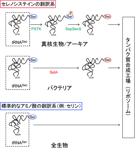 セレノシステイン(Sec)と標準的なアミノ酸の翻訳系の図