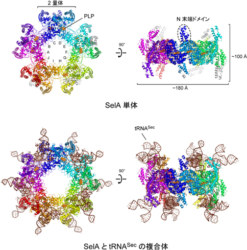 SelA単体およびSelAとtRNASecの複合体の全体構造の図