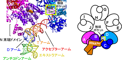 SelAとtRNASecの相互作用の拡大図と模式図の画像