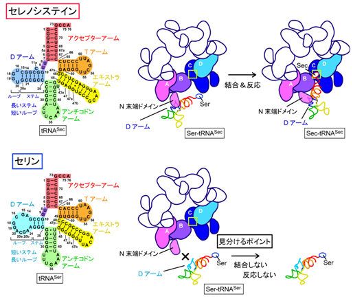 tRNASecとtRNASerの識別メカニズムの図