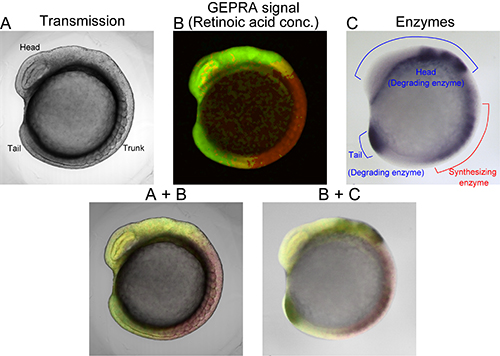 Photos of retinoic acid gradients