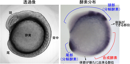 受精後約14時間のゼブラフィッシュ胚の様子の図