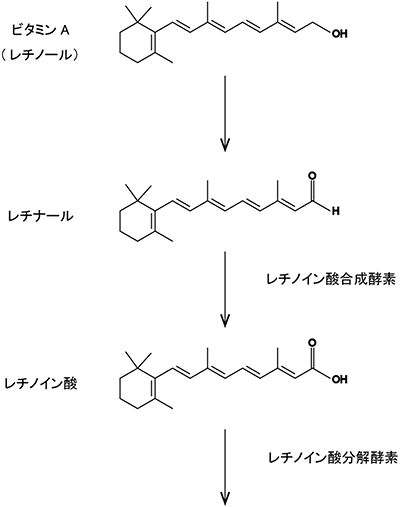 ビタミンAからレチノイン酸合成、分解にいたる代謝経路の図