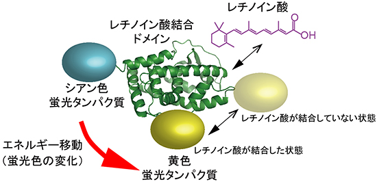 レチノイン酸結合ドメインを用いて開発したレチノイン酸指示薬「GEPRA」の図