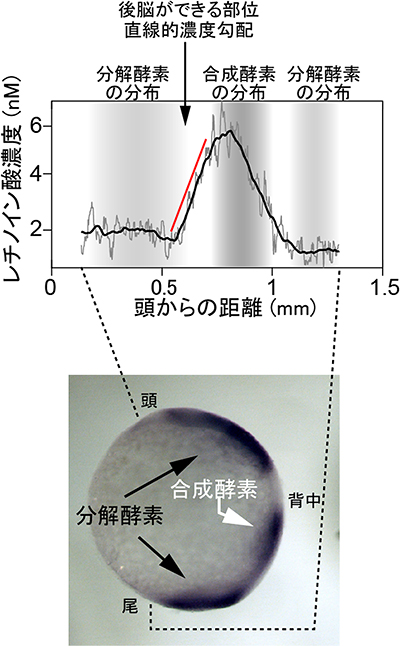 レチノイン酸合成部位（胚の真ん中）と分解部位（頭）の間のレチノイン酸濃度の図