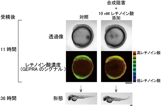 レチノイン酸溶液にゼブラフィッシュ胚を浸した実験の図