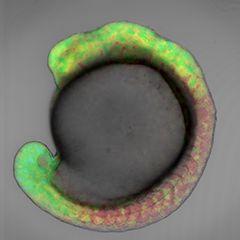 Image of gradient of retinoic acid in a zebrafish embryo