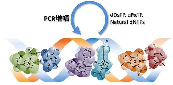 複製が可能な人工的に作り出した第3の塩基対Ds－Pxの図