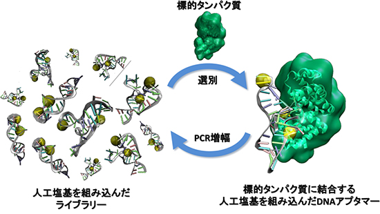 第5番目の塩基として人工塩基Dsを含むライブラリーを用いたDNAアプタマーのSELEX法の図