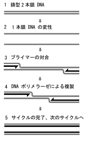 PCR反応の図