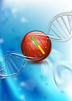 DNA中の傷害を認識し結合するタンパク質「MutS」の図