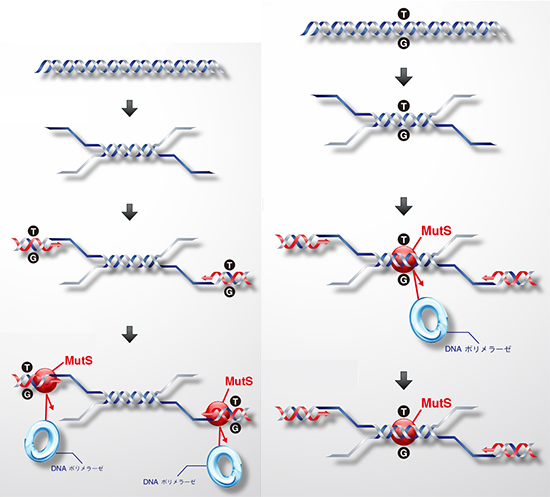 MutSがエラーを抑制する原理の図