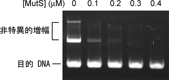 MutS による非特異的増幅の抑制の図