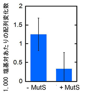 MutSによる間違ったDNA配列への置換の抑制の図