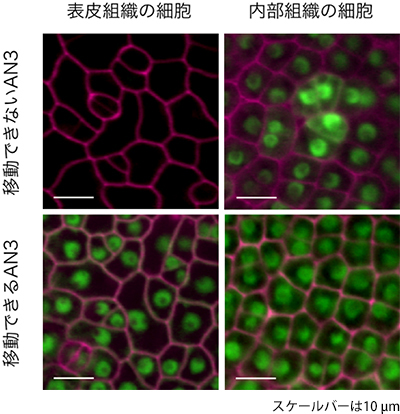 移動できるAN3タンパク質と移動できないAN3タンパク質の図